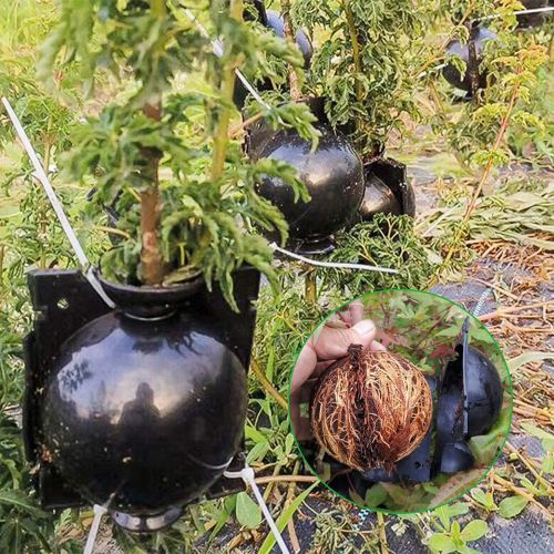 Plant Rooting Ball 10x